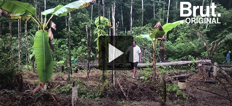 L’agroforesterie en Amazonie guyanaise