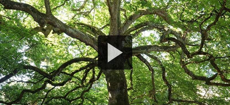 Un film consacré aux arbres remarquables sort dans les salles