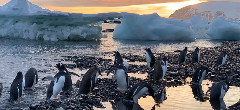 Groupe de pingouins en Antarctique. Michel André, Author provided