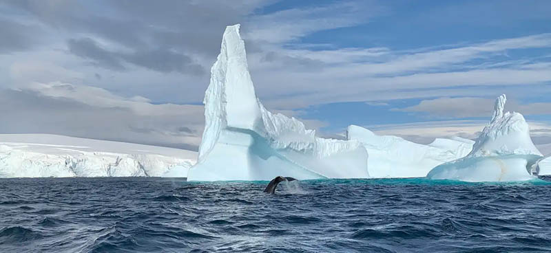Les chants de la baleine à bosse s’étendent sur des dizaines de kilomètres. Michel André, Author provided