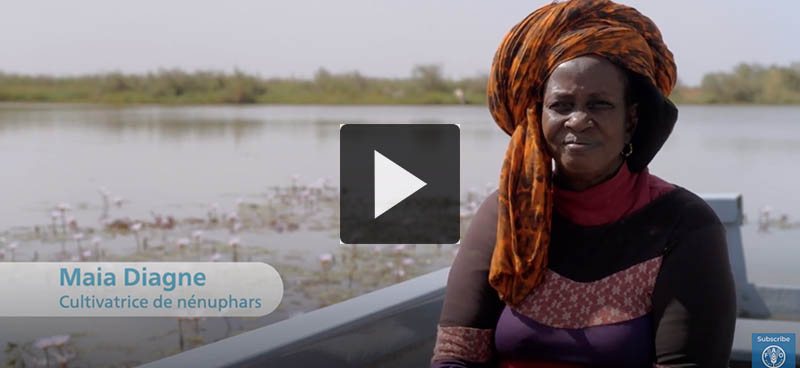 Le nénuphar pour restaurer les zones humides au Sénégal